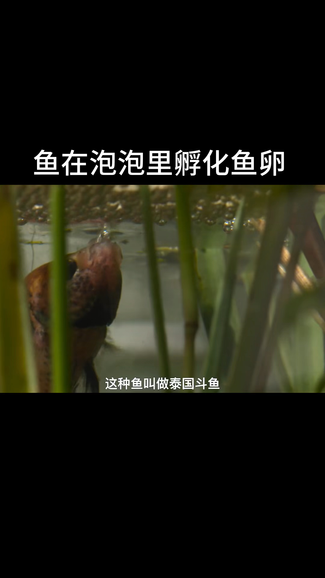 泰国斗鱼孵化鱼卵的过程