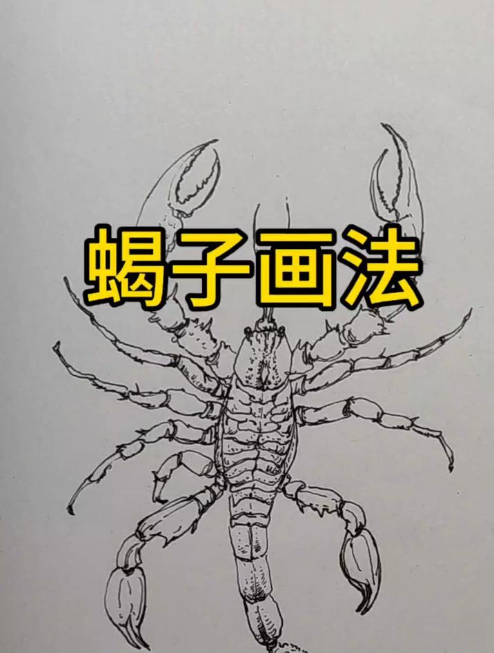 线描蝎子的画法,简单又生动