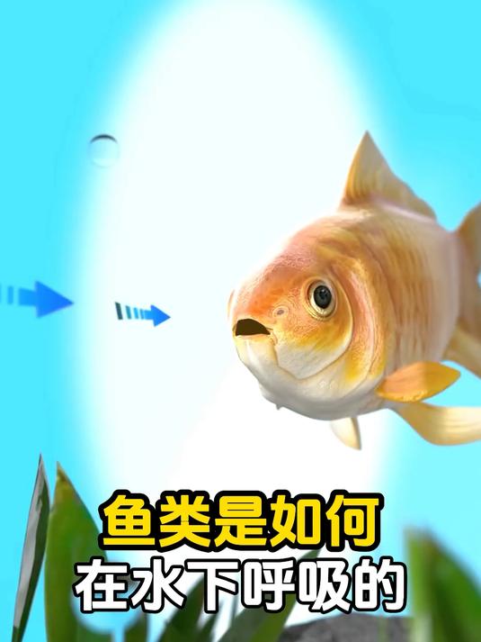 鱼类是如何在水下呼吸的