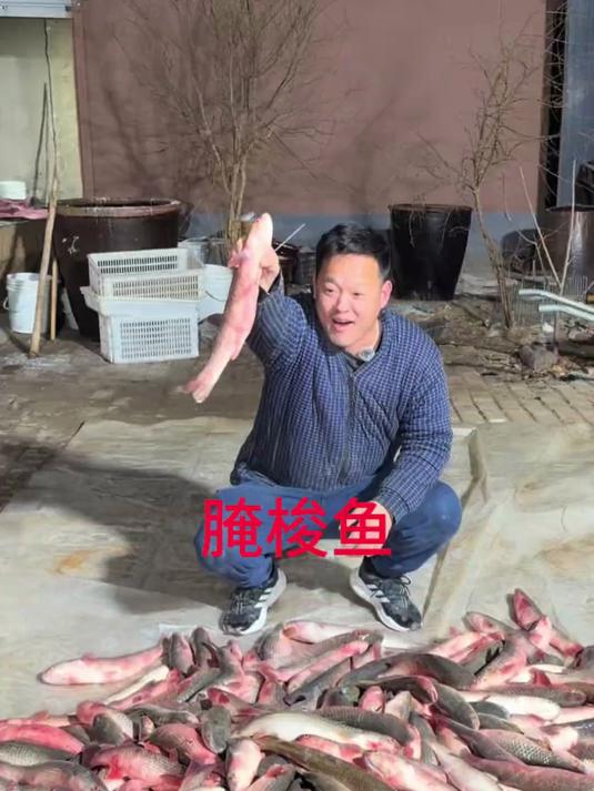 鲜梭鱼肠子比咸的好吃呢