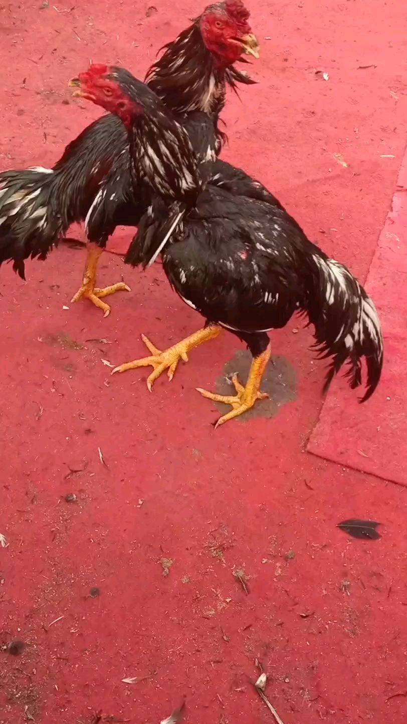 青中原斗鸡视频