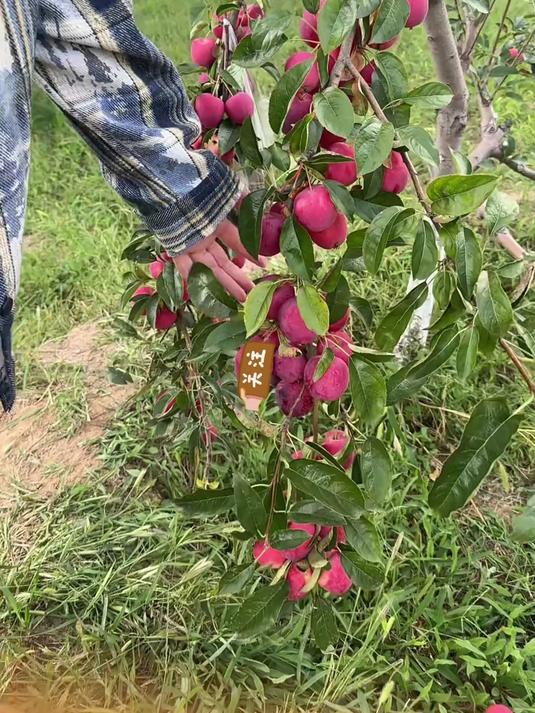 家里的鸡心果熟了，它也叫锦绣海棠酸酸甜甜挺好吃，你吃过没有？