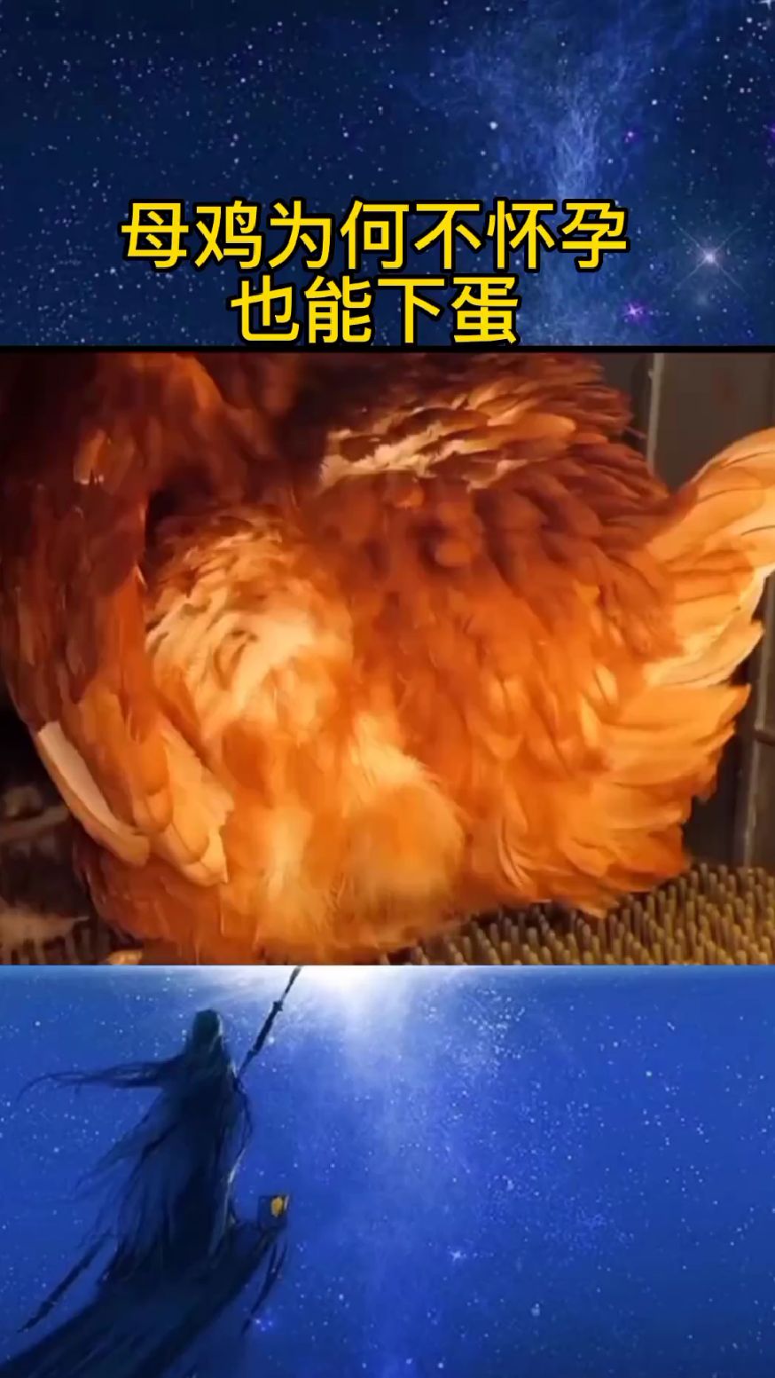 母鸡为什么不怀孕也能下蛋