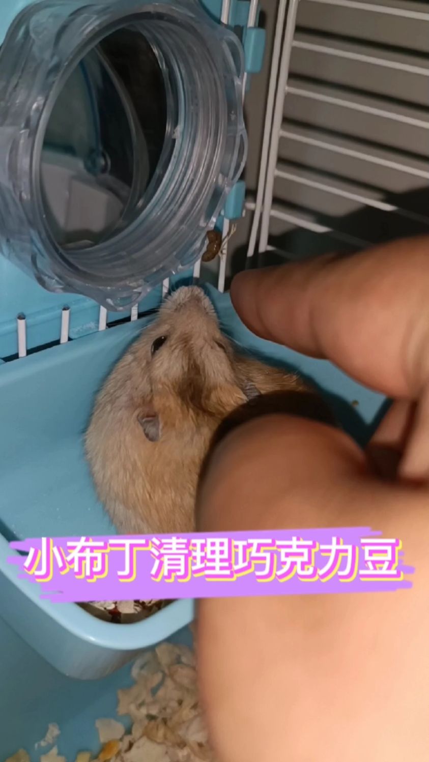 小布丁这巧克力豆随着走随着拉