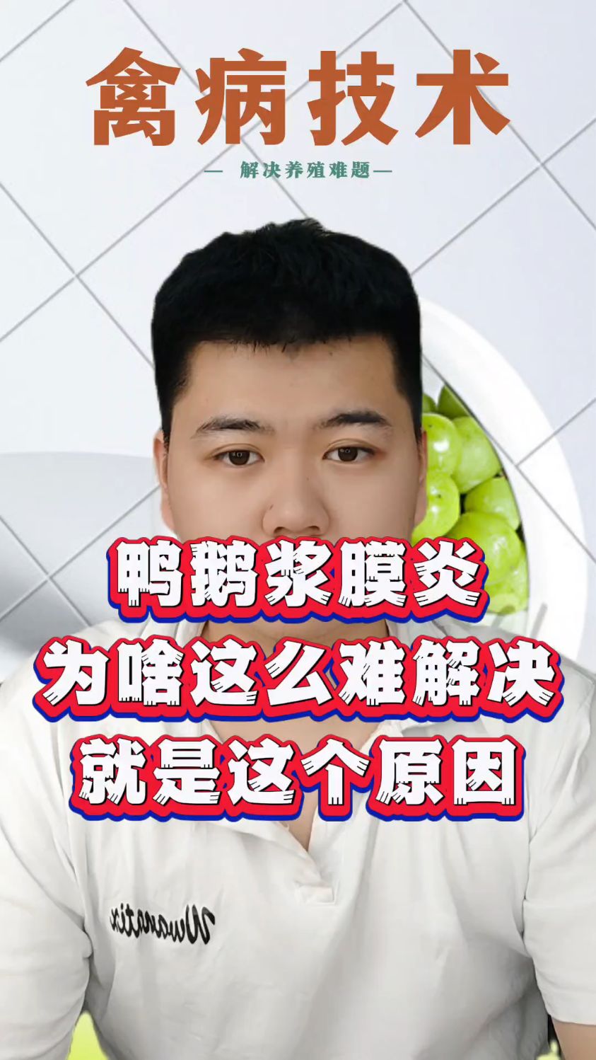 鸭子浆膜炎怎么引起的鸭子浆膜炎采食情况鸭子浆膜炎是什么细菌引起的鸭的浆膜炎是什