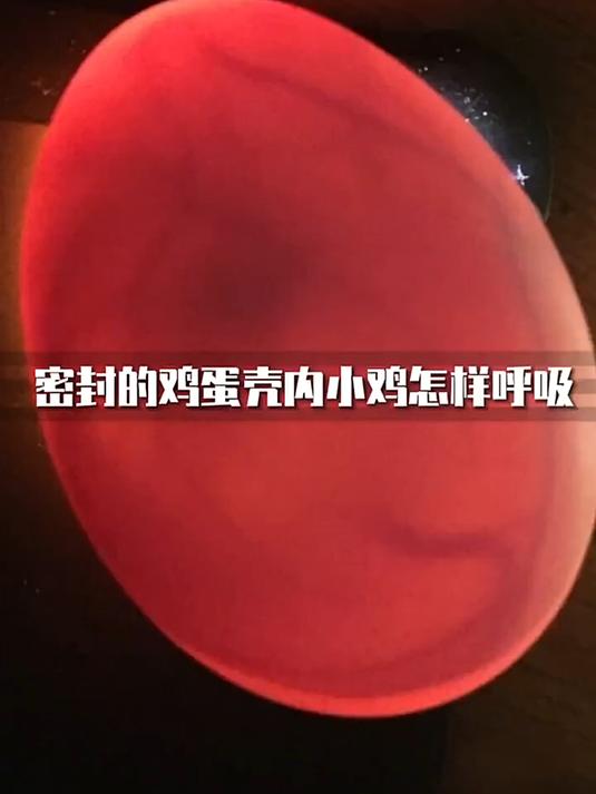 密封的鸡蛋壳,小鸡是怎样呼吸的?