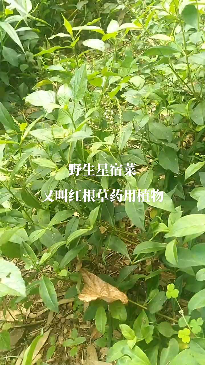 野生星宿菜,又叫红根草可有药用植物,你们认识它吗?