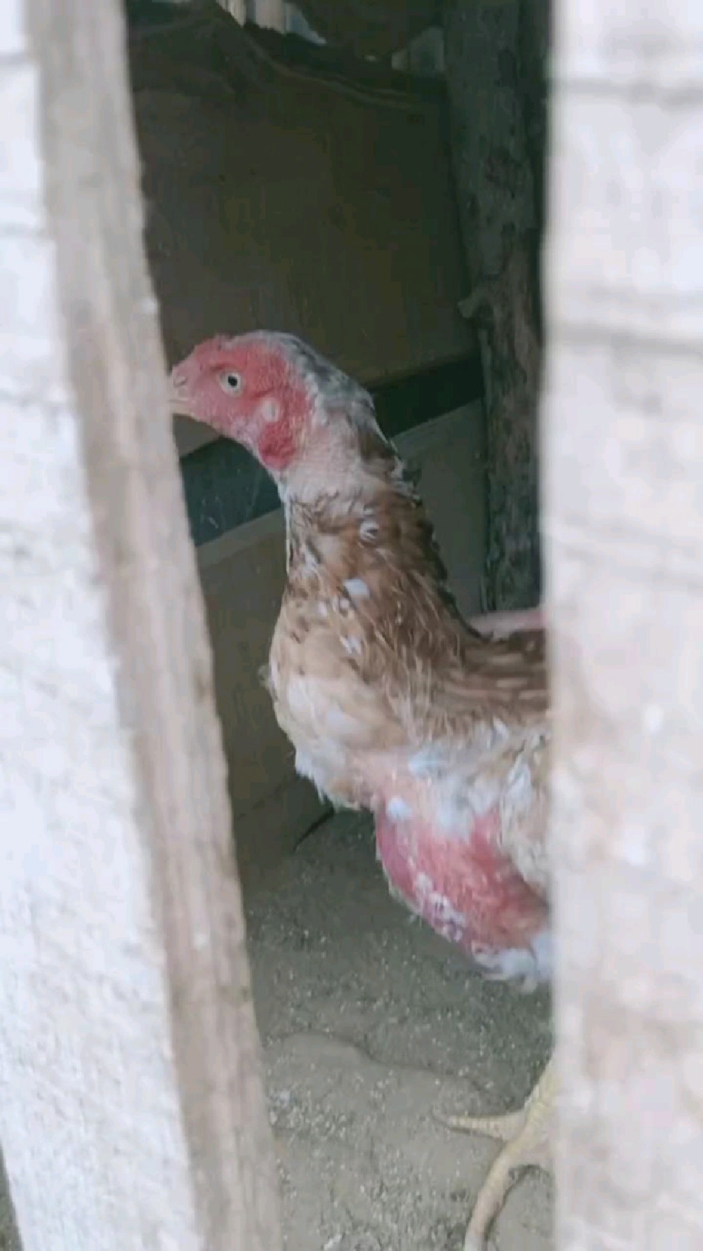 中原75串母鸡,正在下蛋。这只母鸡是中越串