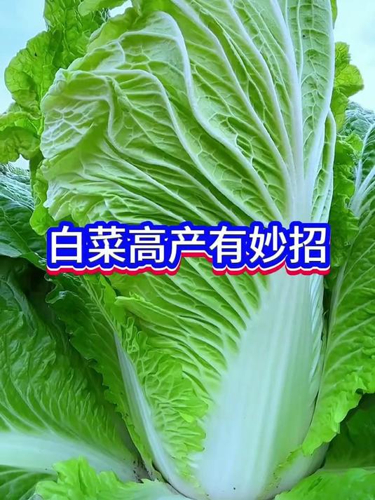 蔬菜种植白菜高产小窍门