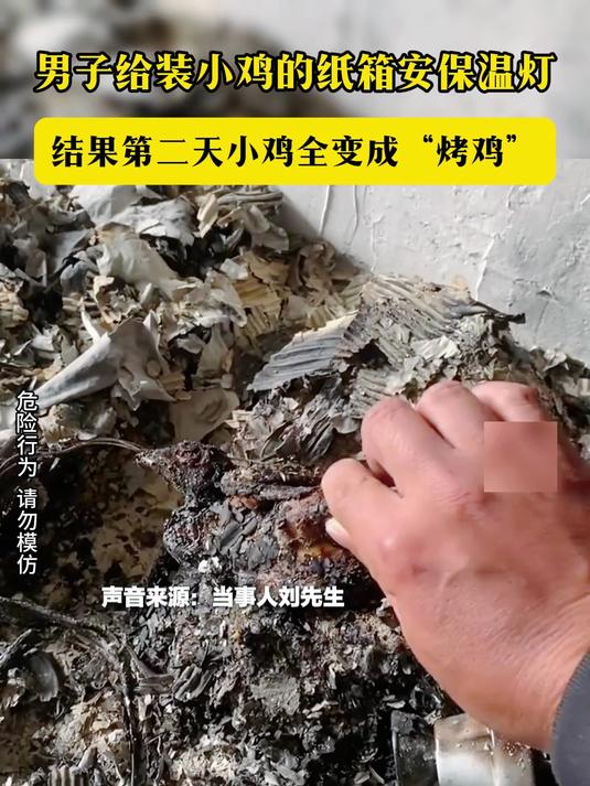 男子给装小鸡的纸箱安保温灯 结果第二天小鸡全变成“烤鸡”
