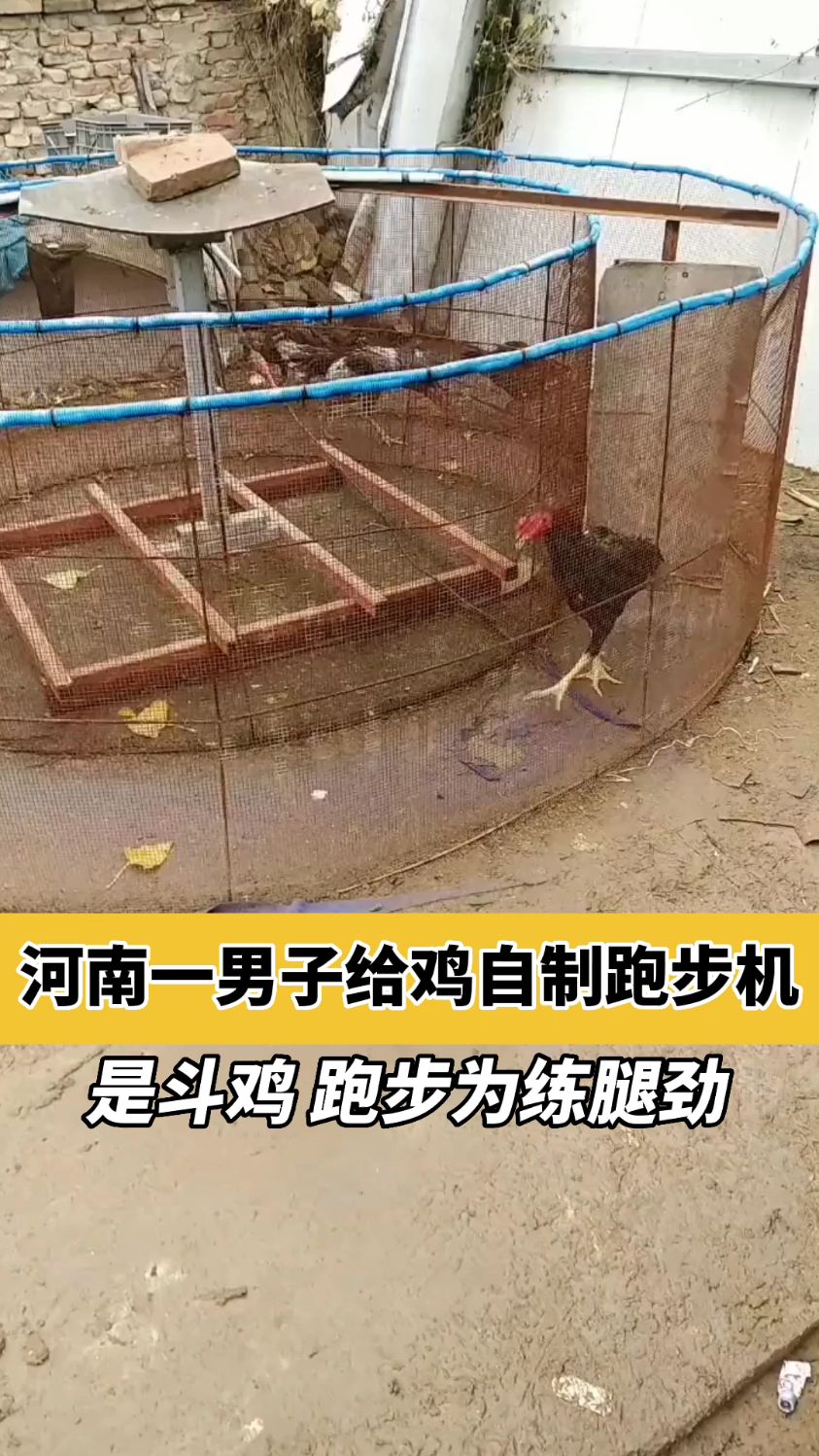 河南郑州,男子用铁笼和木板给鸡制作跑步机