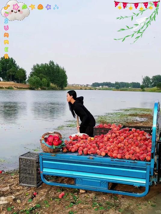 露天自然成熟了的水蜜桃品质就是这么给力