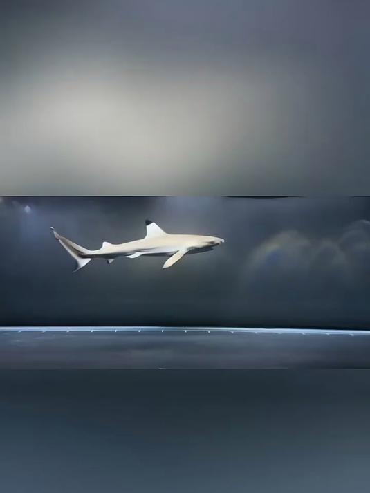 养鱼日记__ 观赏鱼_ 淡水鱼_ 劳伦迪鲨_淡水鲨鱼