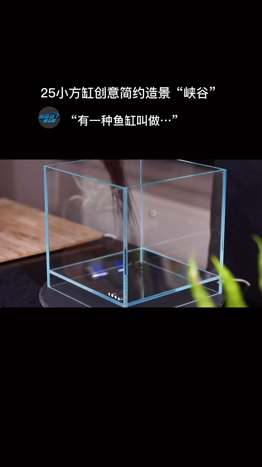 双层底鱼缸自有天地,造景技术果然不一般!