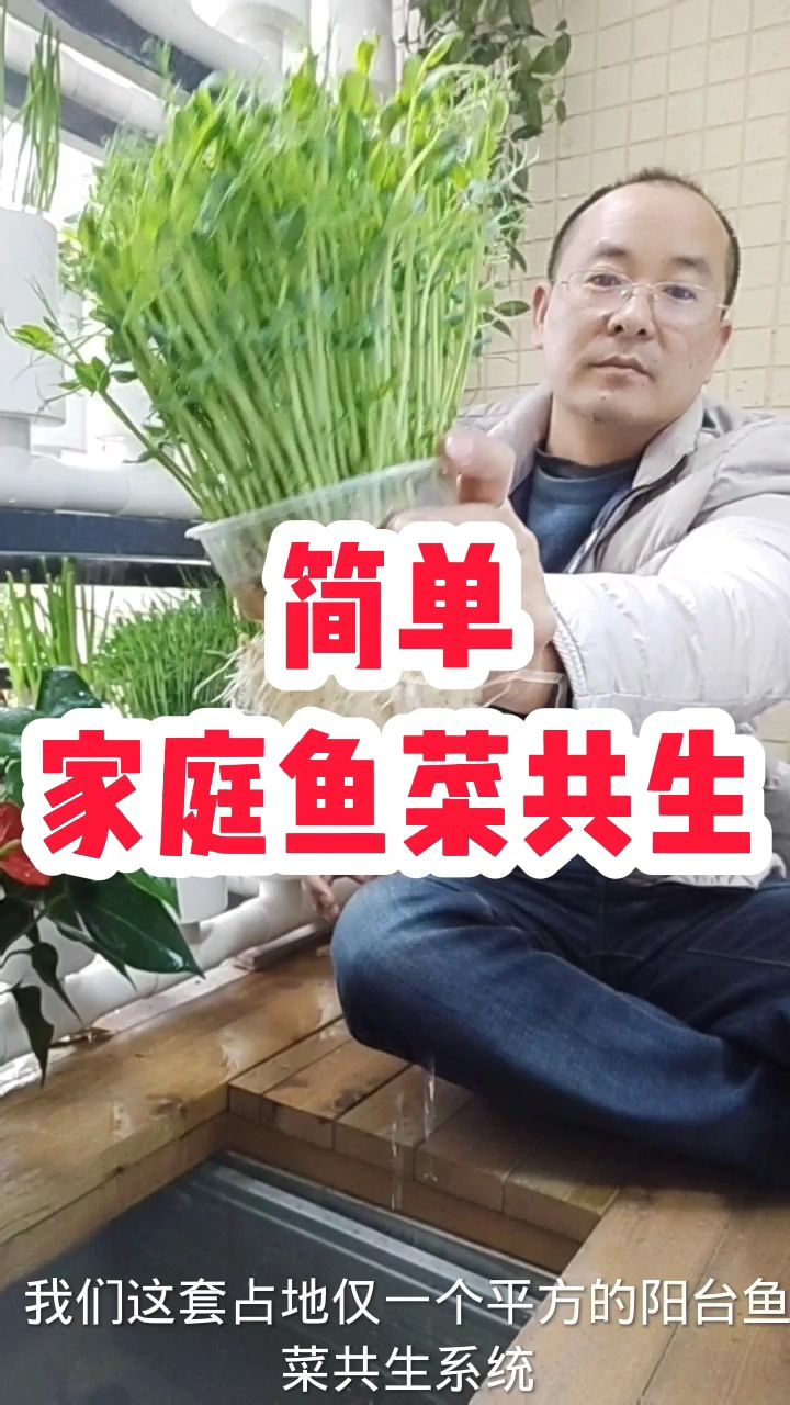 简化现代鱼菜共生是我们做好家庭鱼菜共生的基本思路