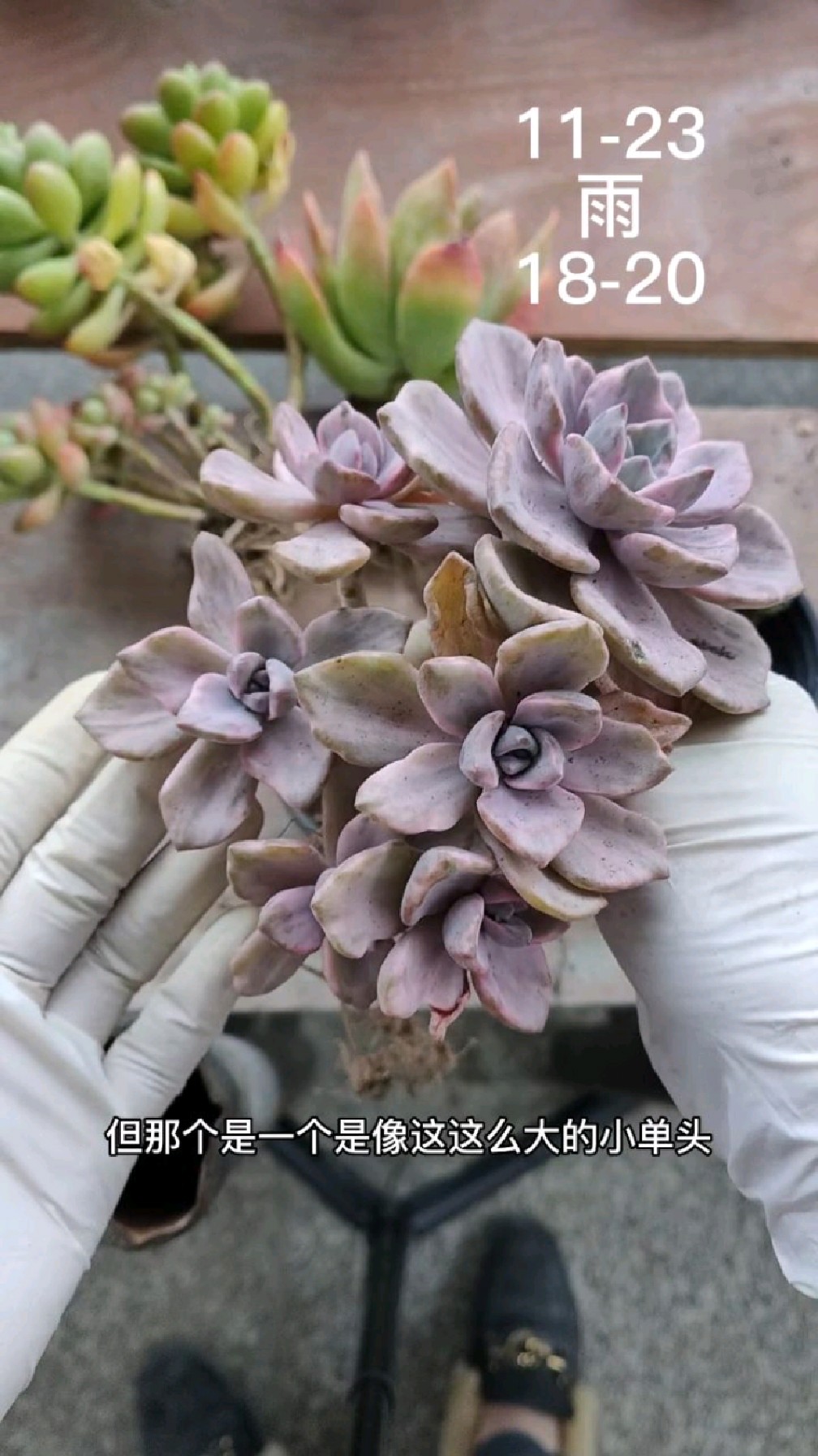 开箱多肉:彩虹糖锦,芒果美人,香格里拉