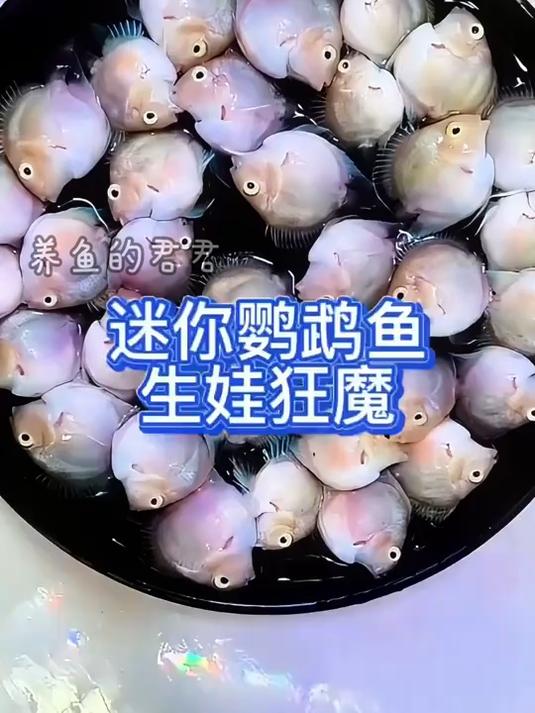 迷你鹦鹉鱼特能生小鱼,好看好玩好养特别能生的迷你鹦鹉鱼!