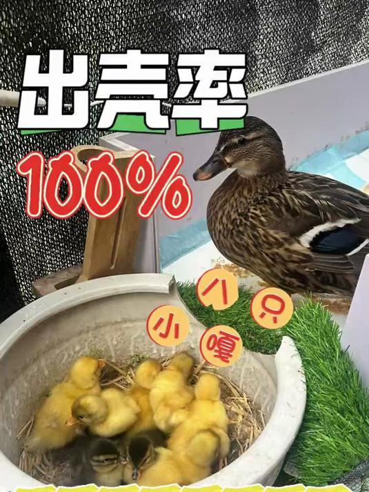 「柯尔鸭」鸭妈妈自己孵化的蛋，出壳了！