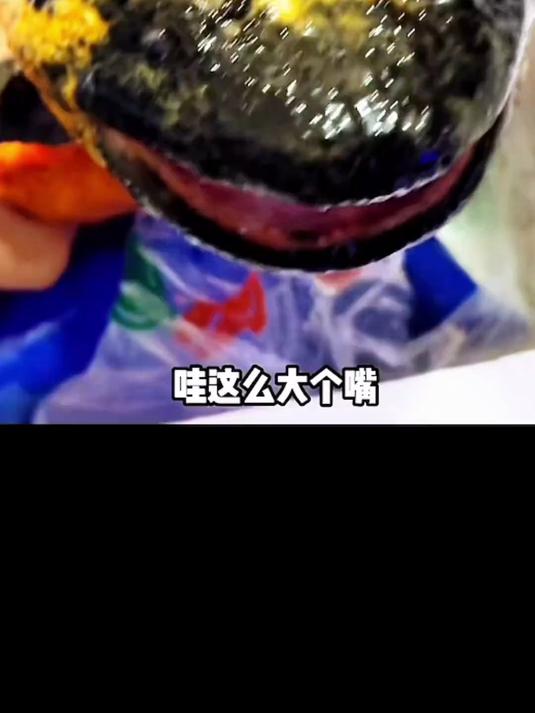 时隔两年再度挑战变异娃娃鱼