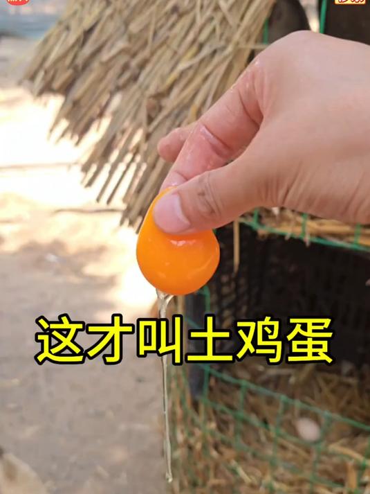 正宗的散养土鸡蛋又香又好吃 口感非常好_ 土鸡蛋_ 好吃又营养