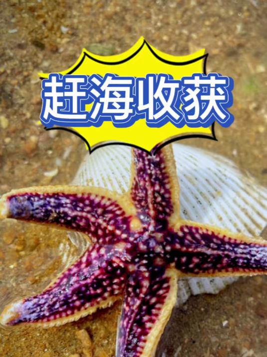#户外赶海抓海鲜#真实赶海