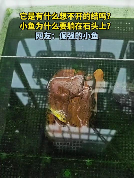 它是有什么想不开的结吗?小鱼为什么要躺在石头上?