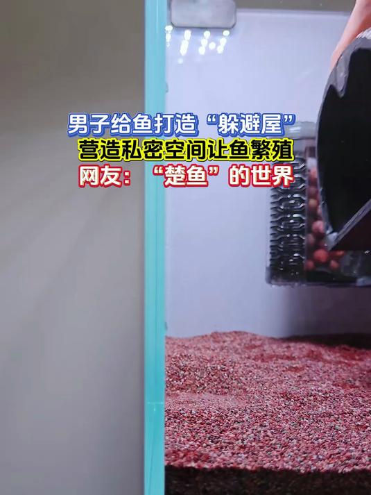 男子给鱼打造“躲避屋”,营造私密空间让鱼繁殖