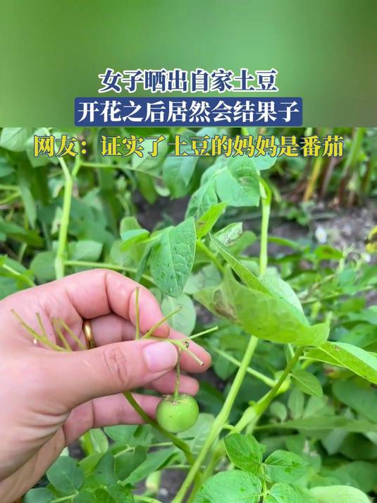 女子晒出自家土豆,开花之后居然会结果子,证实土豆的妈妈是番茄