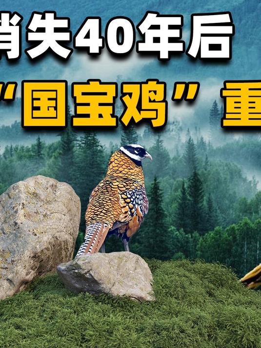 大多数人都不知道,中国国宝还有“长尾鸡”!是高山上的金甲战士