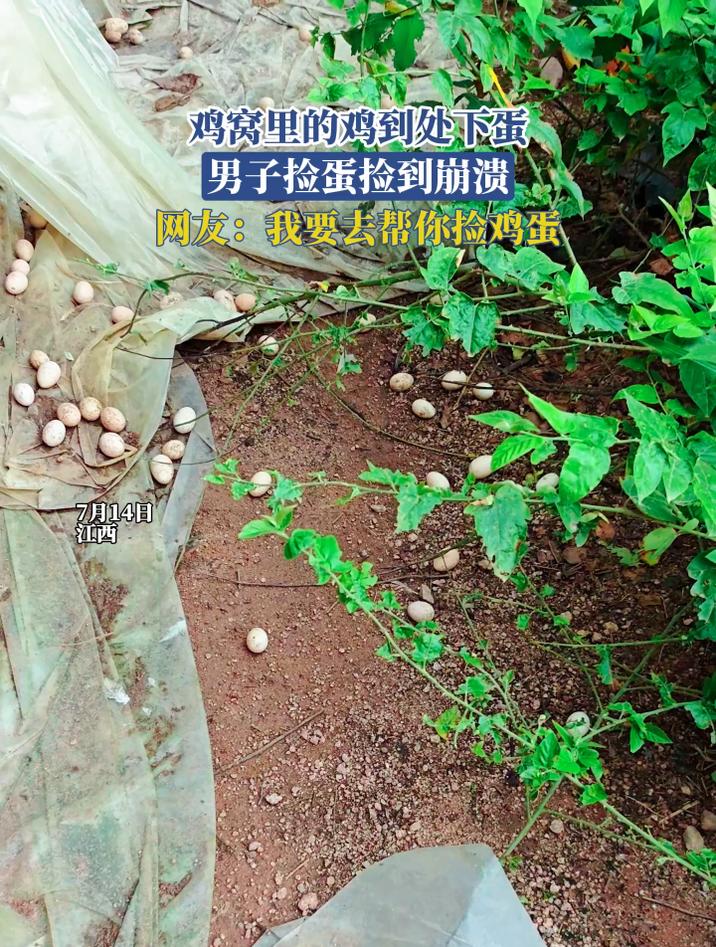 鸡窝里的鸡到处下蛋,男子捡蛋捡到崩溃,网友:我要去帮你捡鸡蛋