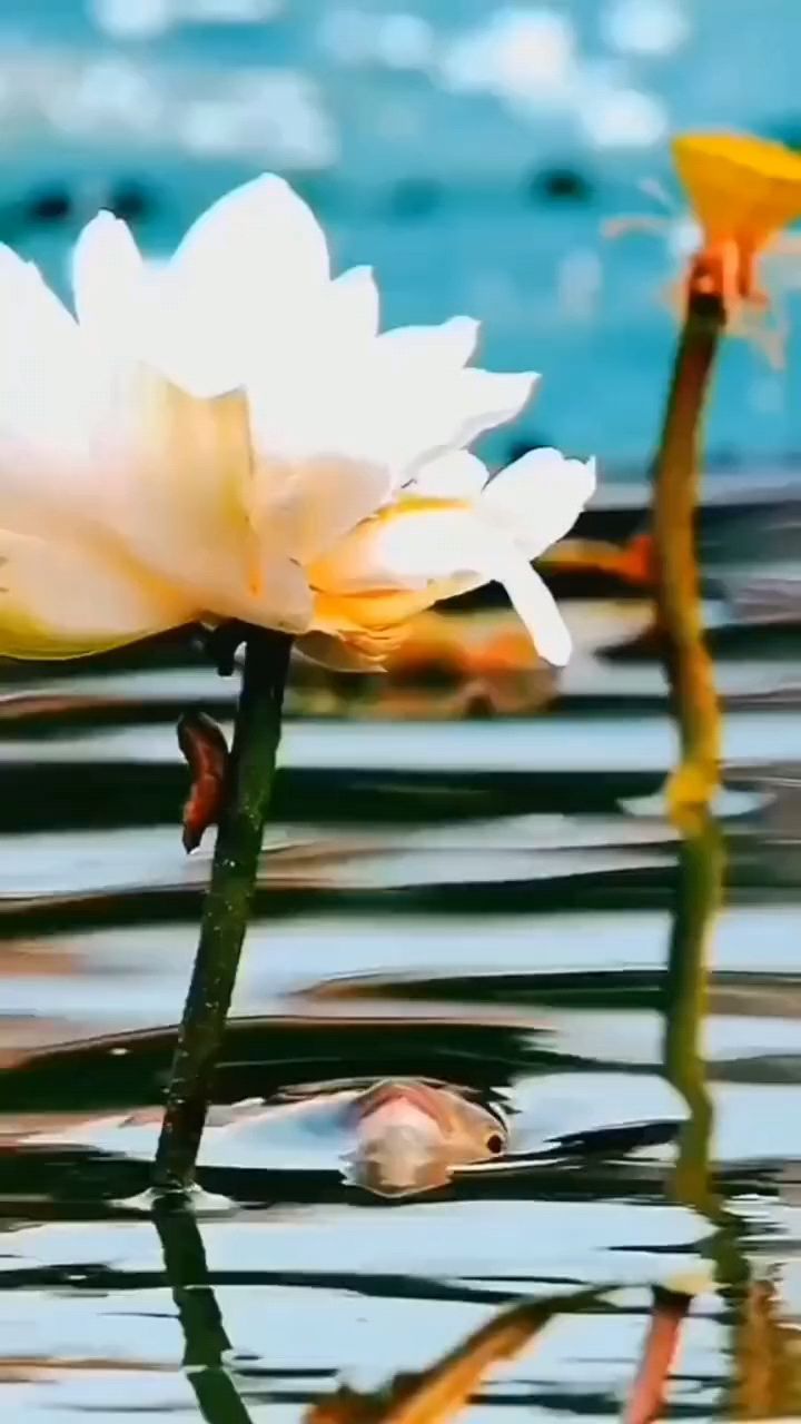 鱼戏莲花，愿你生活美满，财运滚滚！#治愈系风景#