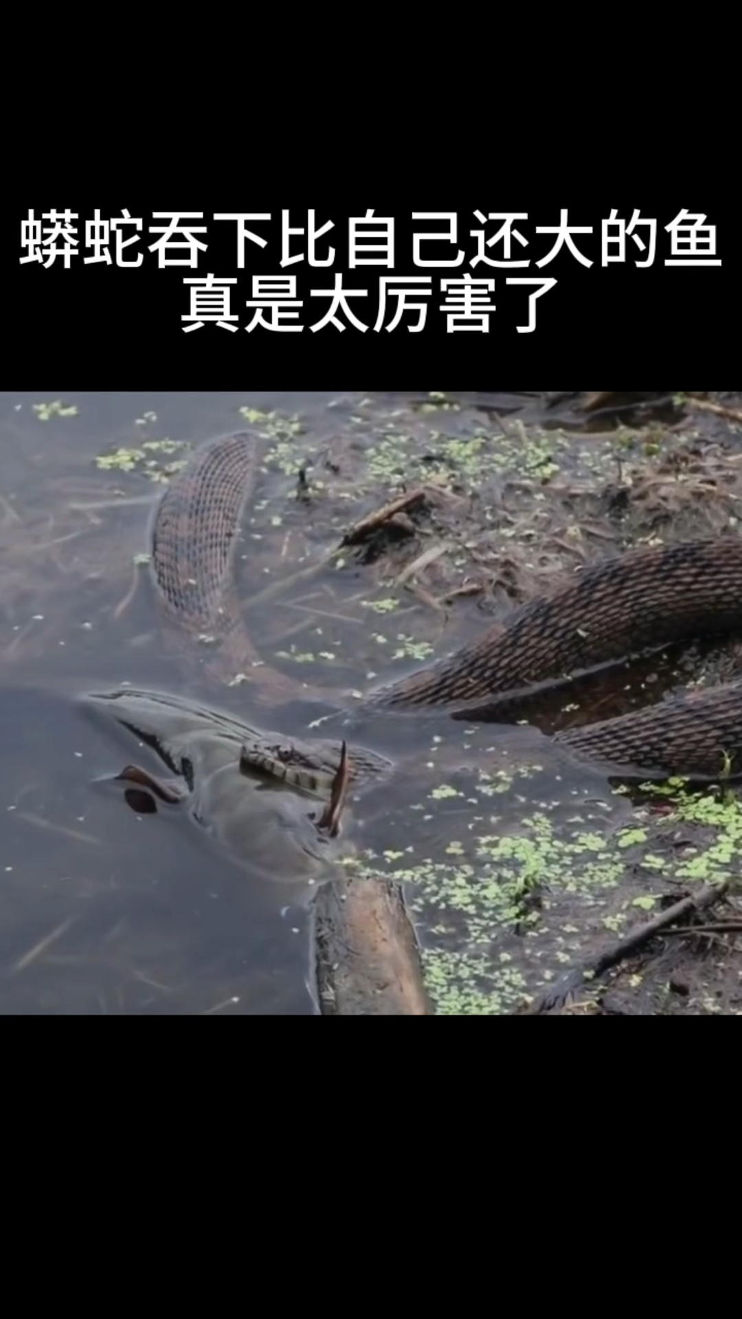 蟒蛇吞下比自己还大的鱼,真是太厉害了
