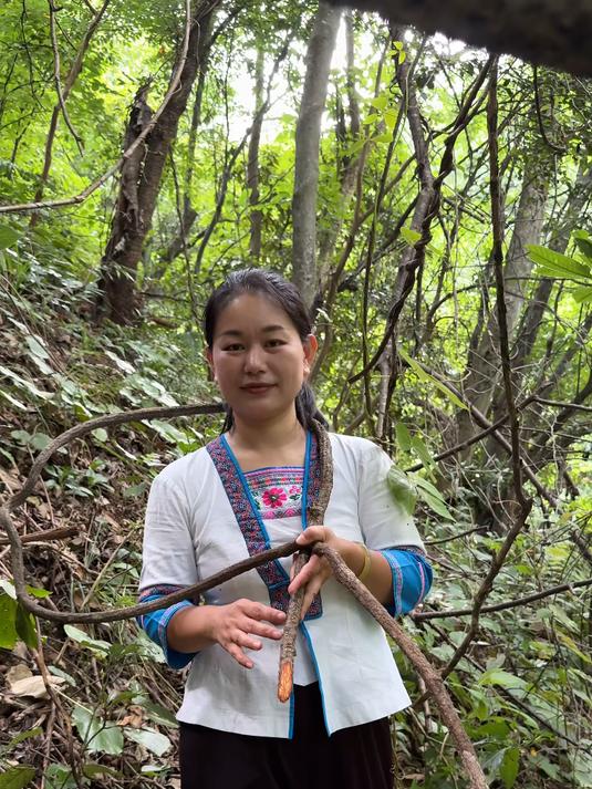 红藤绕树生，妙用藏其中—大血藤 大血藤别名红藤