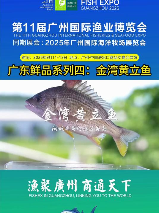 广东鲜品系列四:黄立鱼
