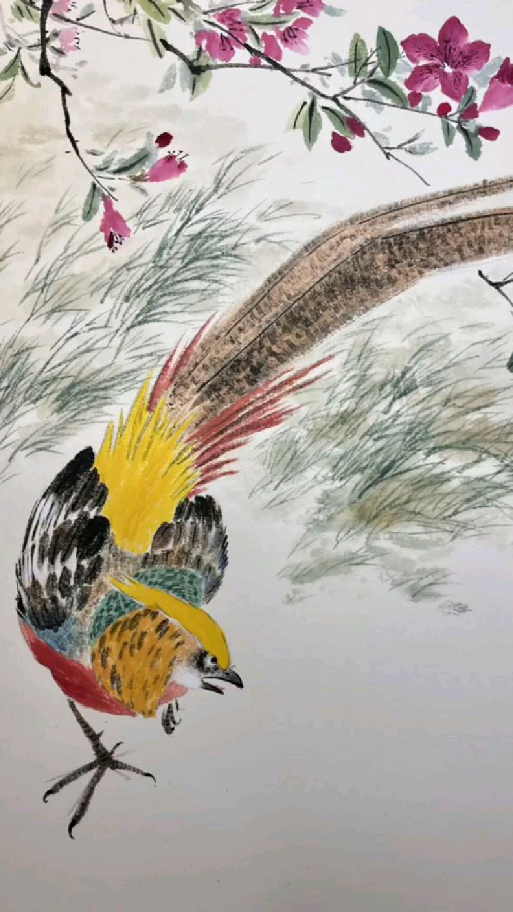 写意红腹锦鸡的画法