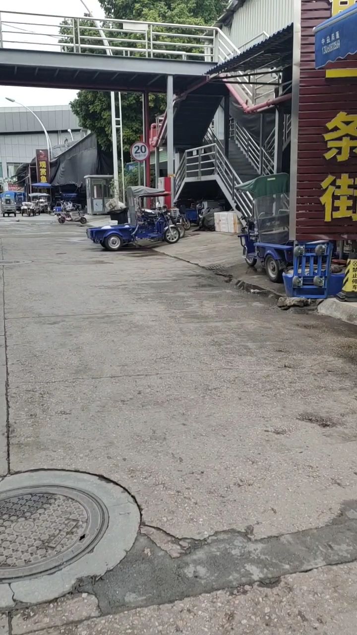 七彩神仙鱼专辑，有鸽子、爆点、蓝松鱼，揭秘一下观赏鱼行业乱象