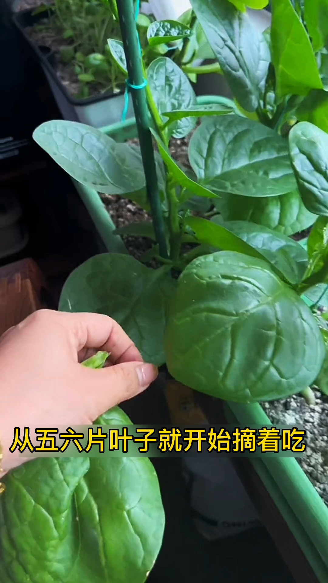 有没有阳光都可以种这个菜,他就是木耳菜,适合阳台花盆种植