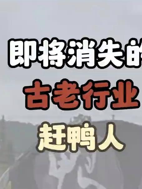 即将消失的古老行业赶鸭人