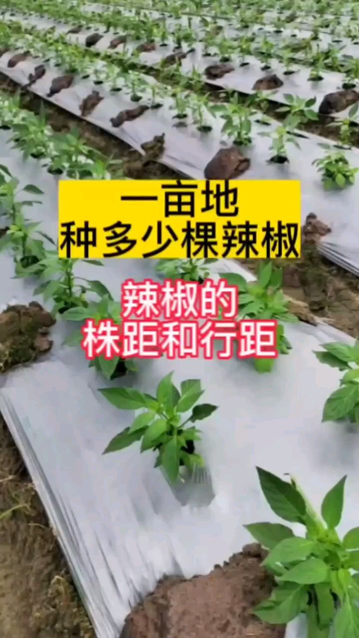 辣椒的行距株距 辣椒种植管理技术