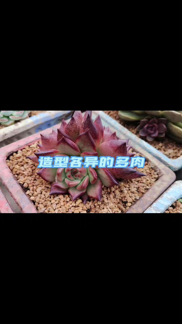 多肉品种千千万,总有一款你喜欢,来说说你最喜欢的是哪一种!