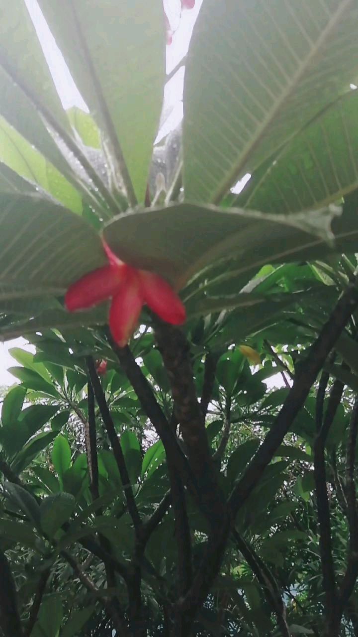 雨后红鸡蛋花