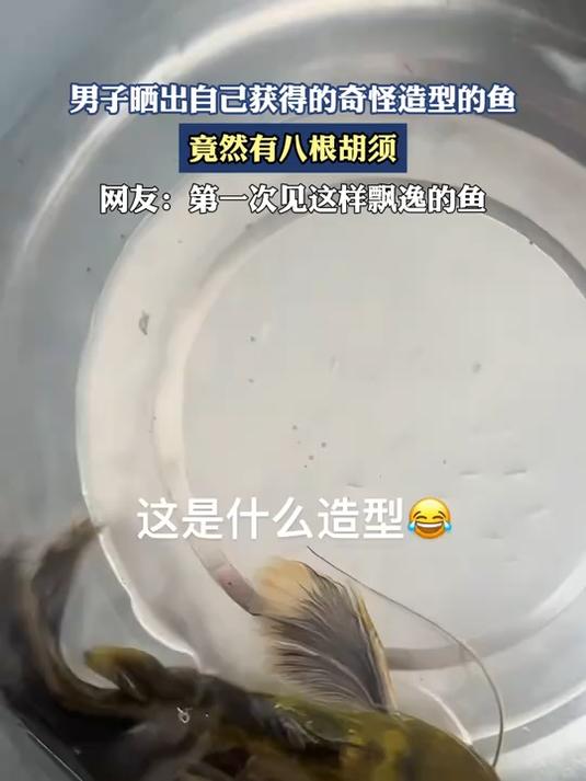 男子晒出自己获得的奇怪造型的鱼,竟然有八根胡须