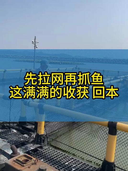 拉网抓鱼,网箱养鱼,这一网就回本了,你要不要搞几口网箱?