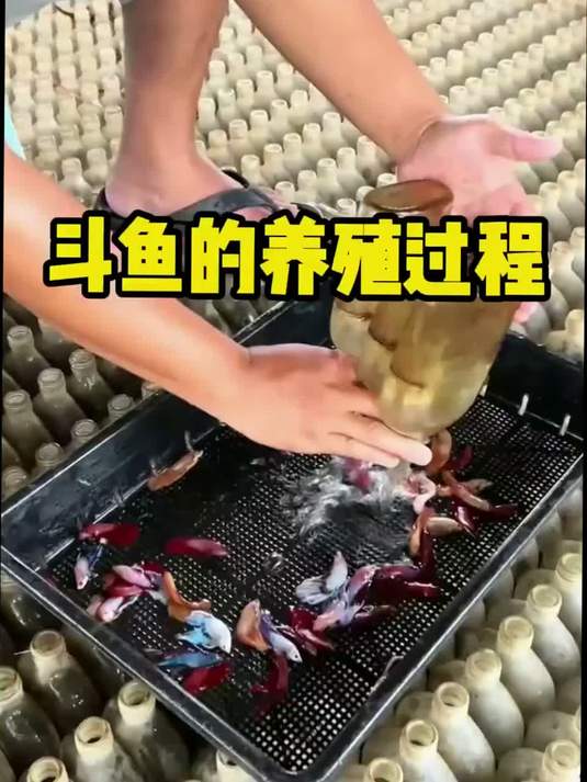 泰国人养殖斗鱼的方式