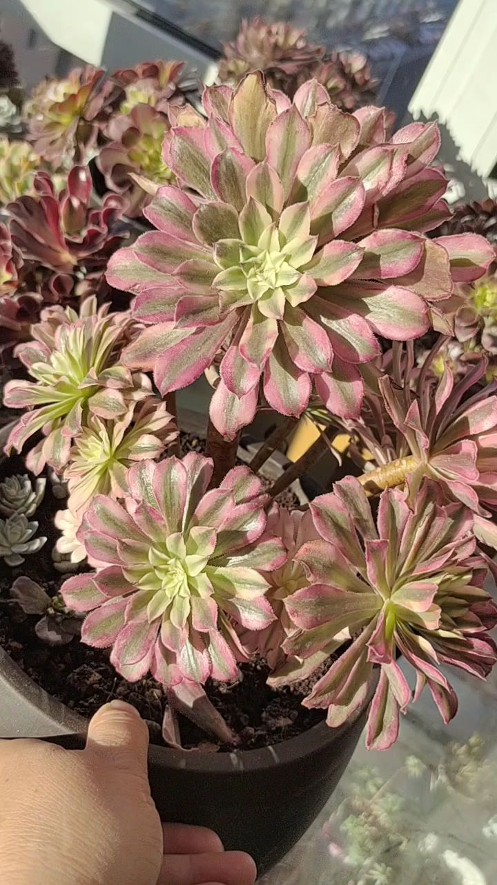 仙墨服盆后开始生长了哦