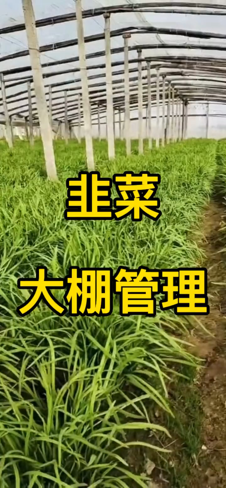 韭菜大棚管理