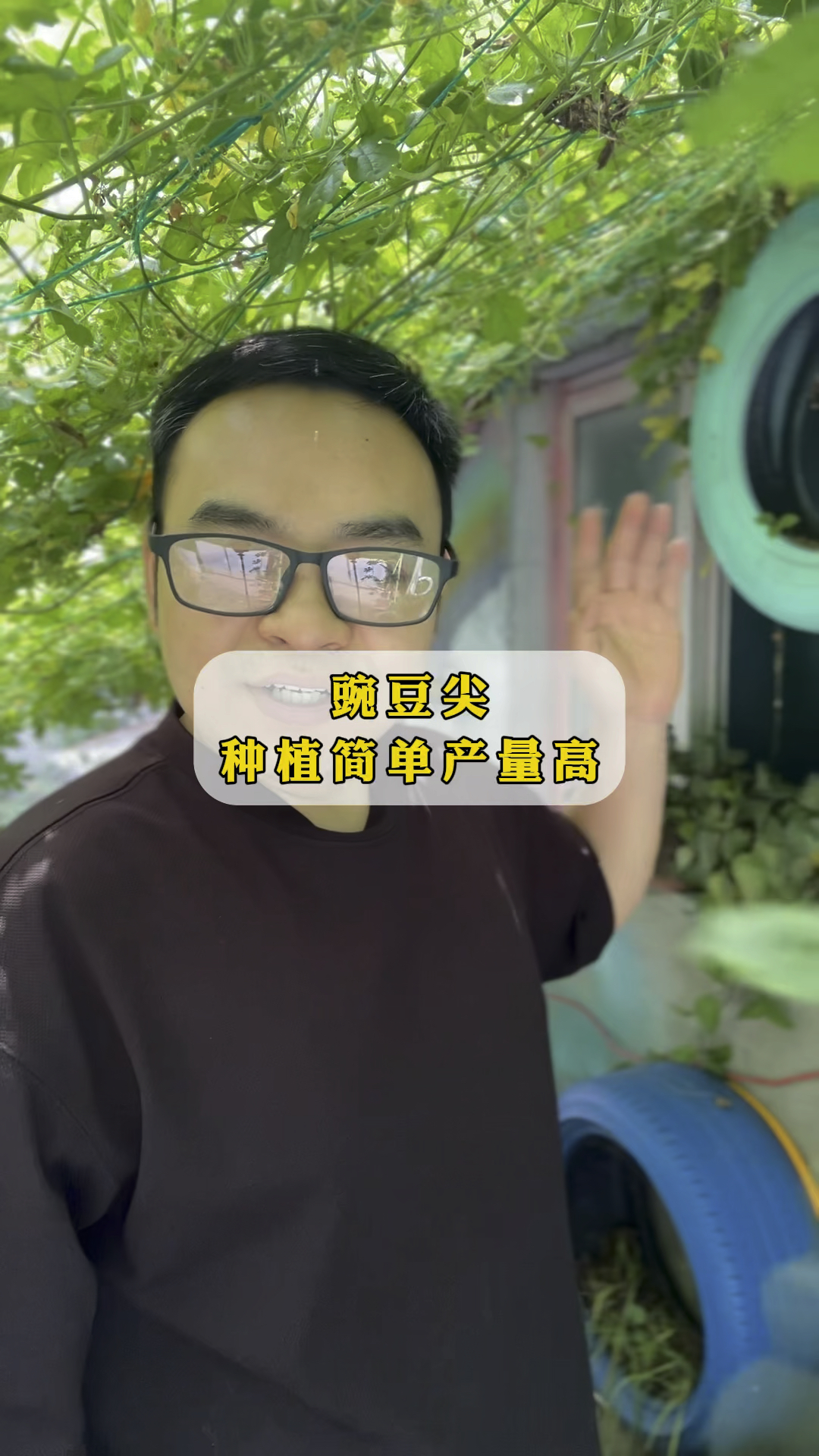 豌豆尖豌豆苗荷兰豆龙须菜#三农 #秋季蔬菜