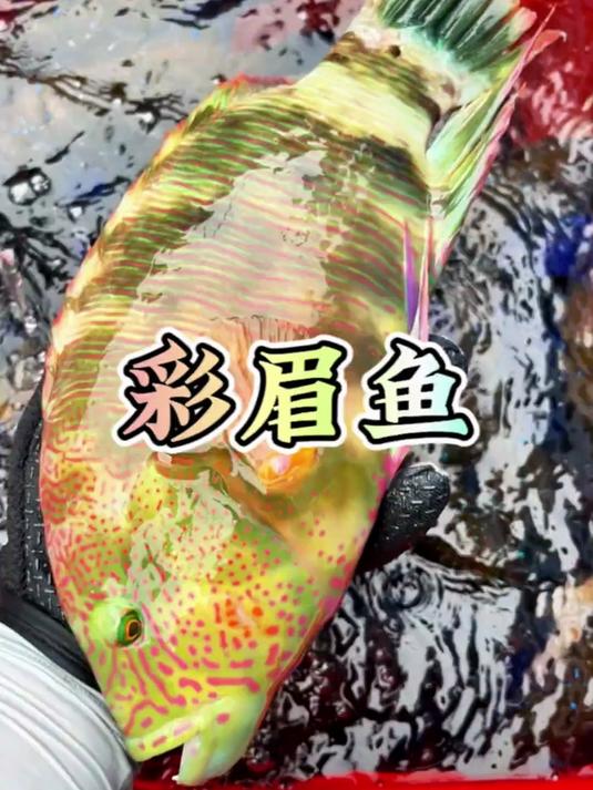 彩眉鱼