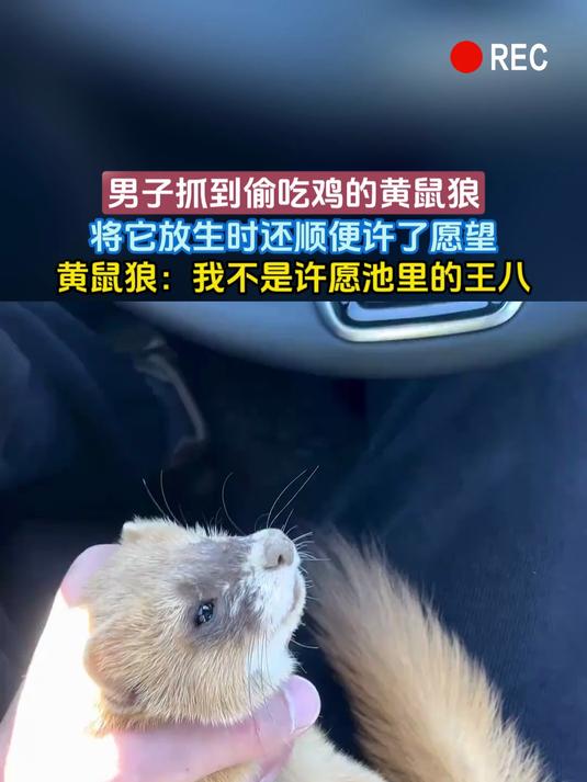 男子抓到偷吃鸡的黄鼠狼,将它放生时还顺便许了愿望,黄鼠狼:我不是许愿池里的王八