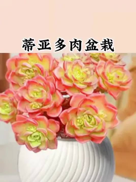 新手养蒂亚多肉盆栽,阳台桌面轻松搞定超简单